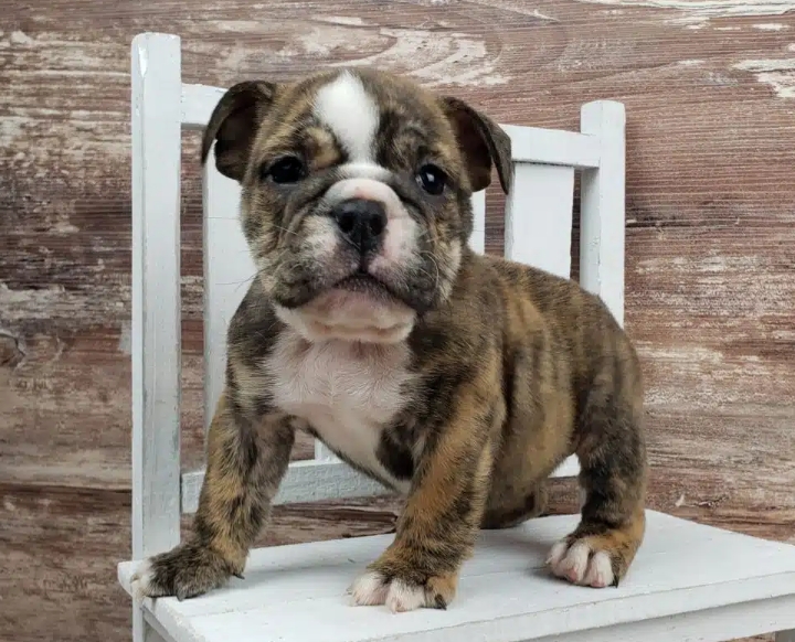 brindle english bulldog