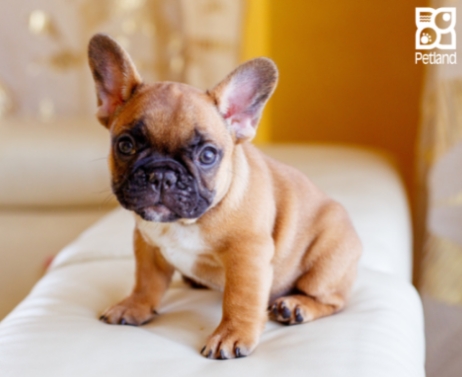 brindle bulldog