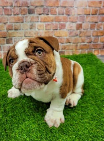 brindle and white french bulldog