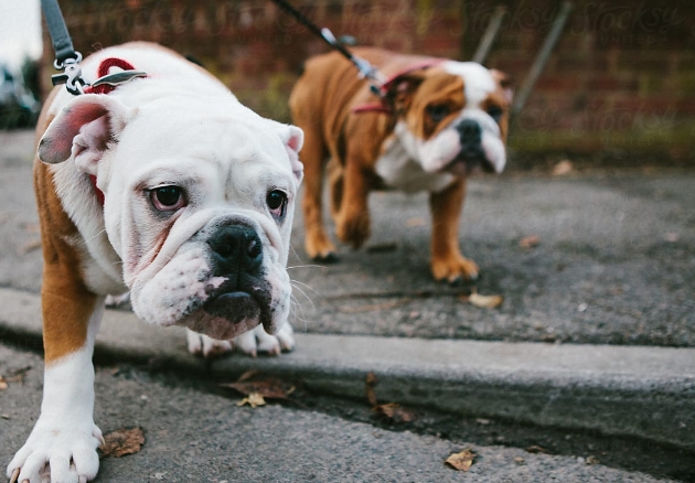 bulldog pedigree