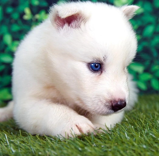 husky french bulldog