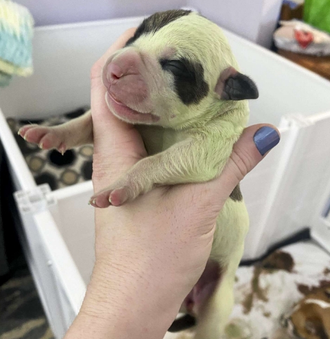 green bulldog puppy
