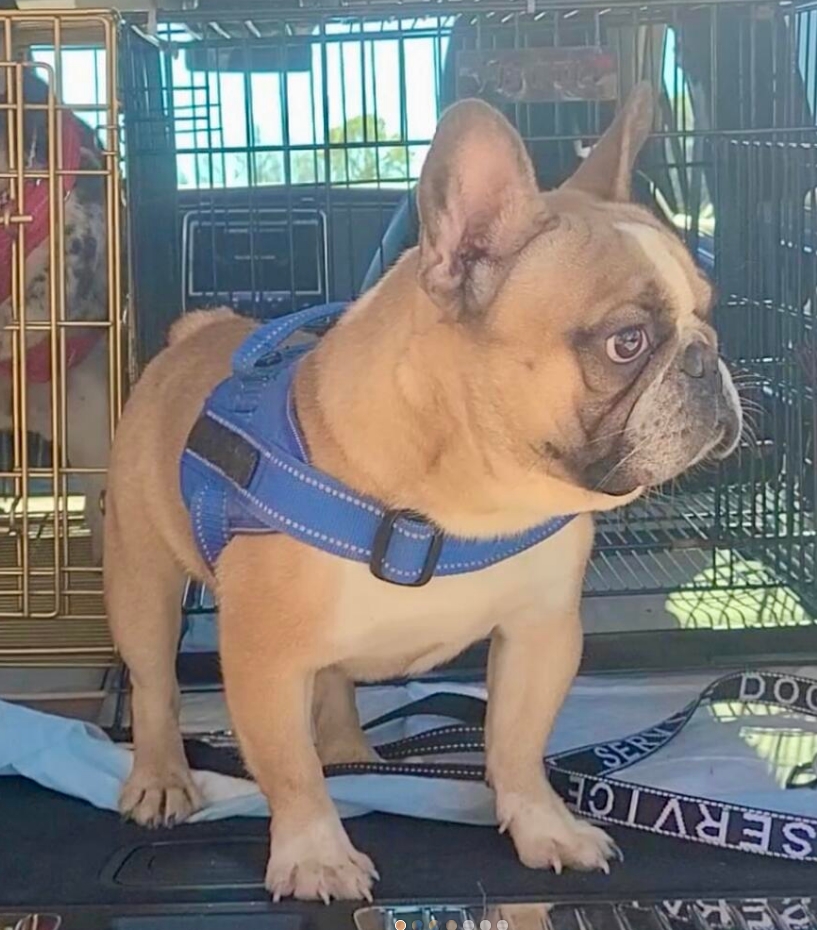 hoobly french bulldog