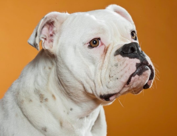 engam bulldog