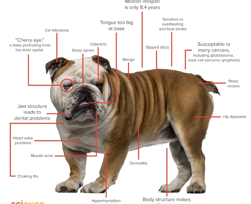 healthy bulldog