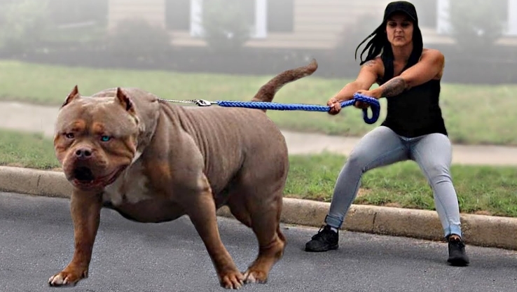 bull bull dog