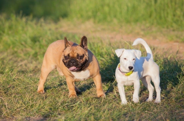french bull jack