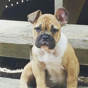 freelance bulldog