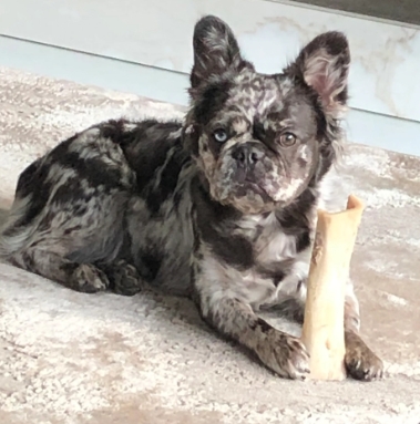 fluffy merle french bulldog