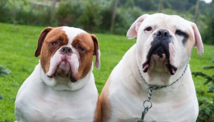 old american bulldog