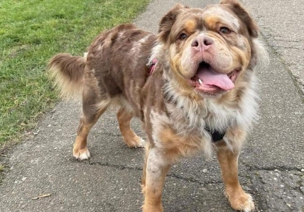 mammut bulldog