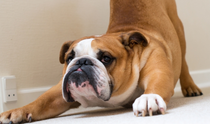 bulldog cost