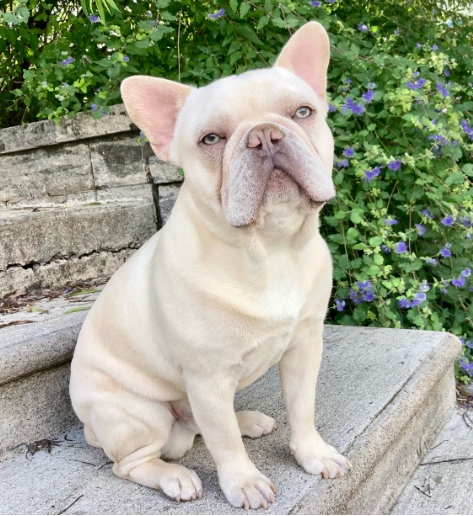 platinum french bulldog price