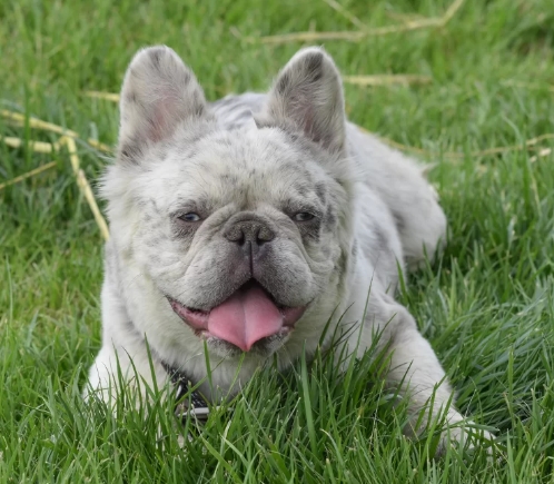 platinum fluffy french bulldog