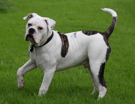 old tyme english bulldog