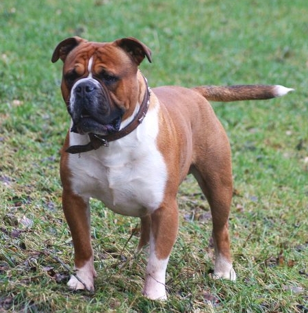 oldest english bulldog