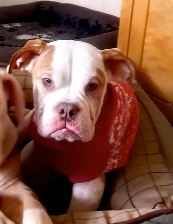 old tyme bulldog puppies