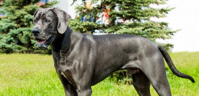 great danes looking for homes