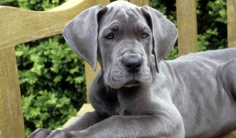 great dane puppies for adoption