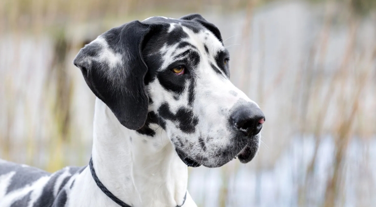 harlequin great dane