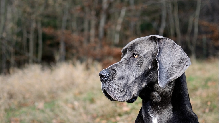 free great dane puppies
