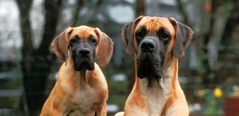 royal canin great dane puppy
