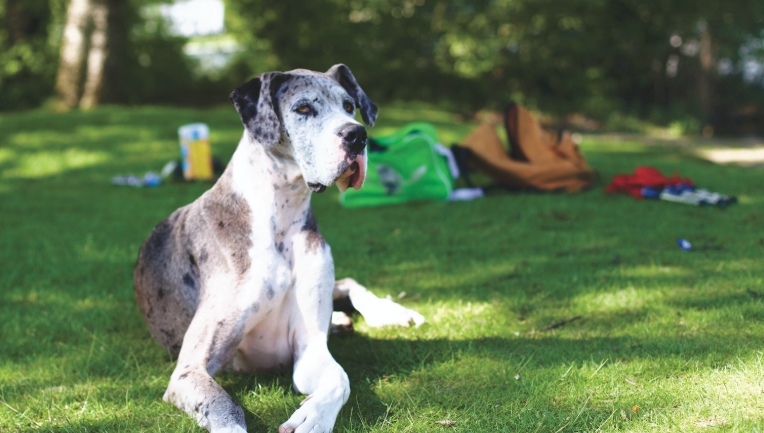 great dane