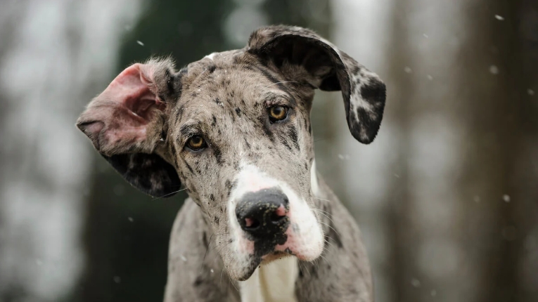 great dane dog