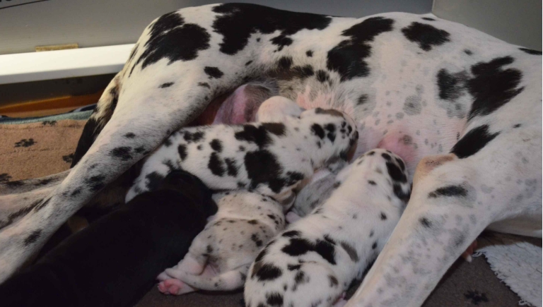 akc great dane puppies