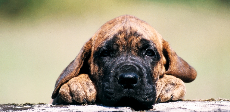 royal canin great dane