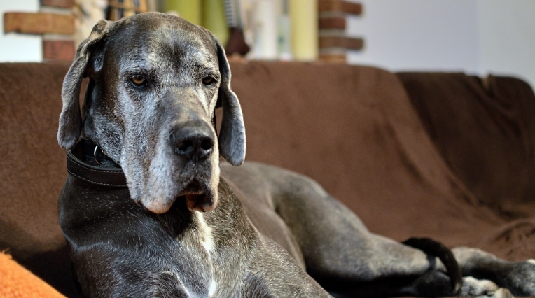 great dane price