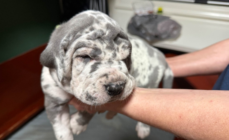 merle great dane puppy