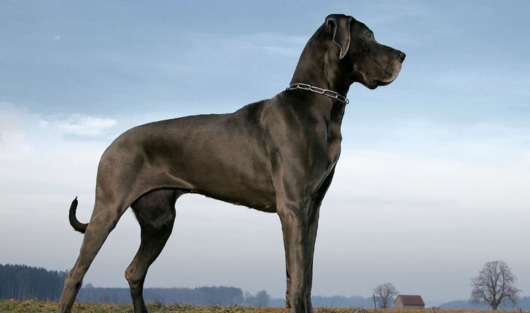 great dane crocs