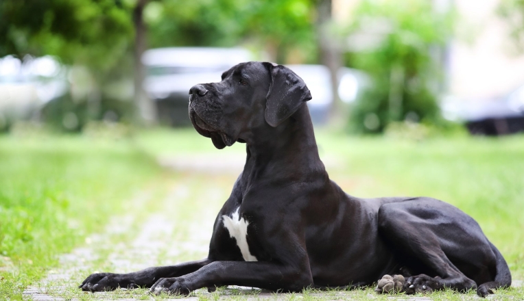 european great dane