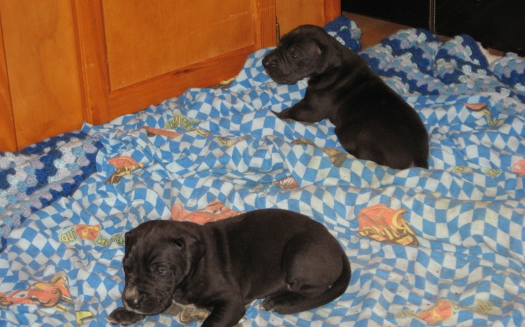 black great dane puppies