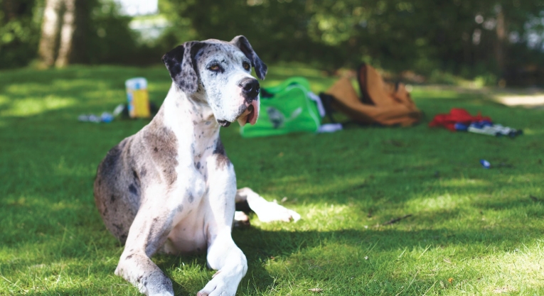 lucky great danes