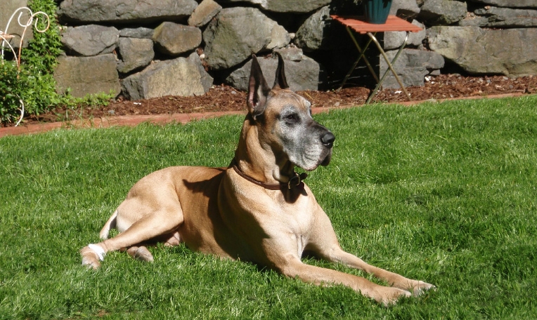 great dane for sell