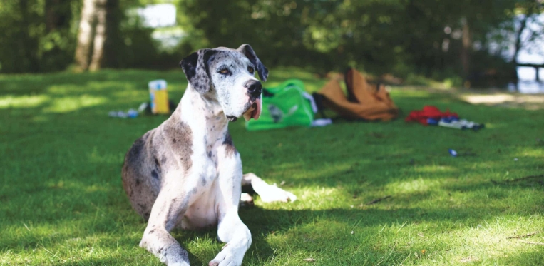 great dane puppy price