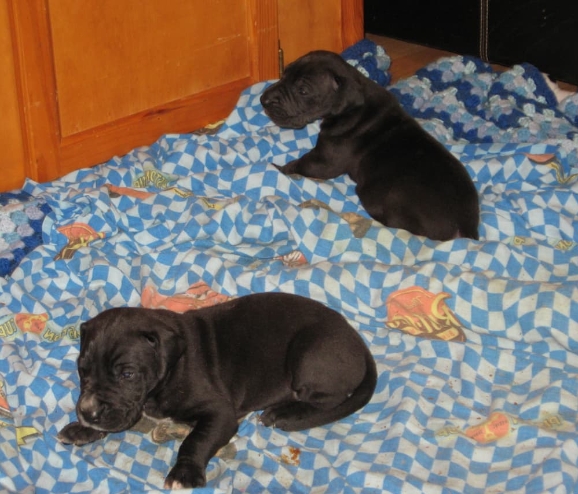 6 week old great dane