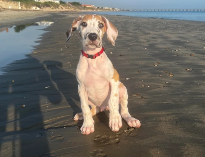 10 week old great dane