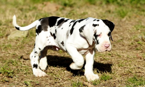 6 month great dane
