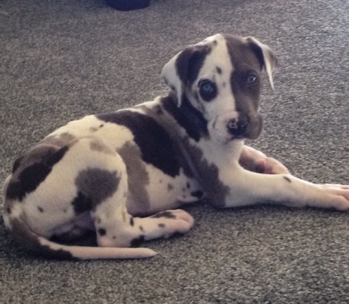 7 week old great dane
