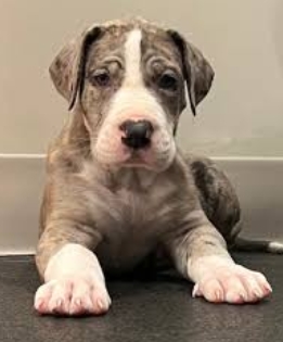 5 week old great dane