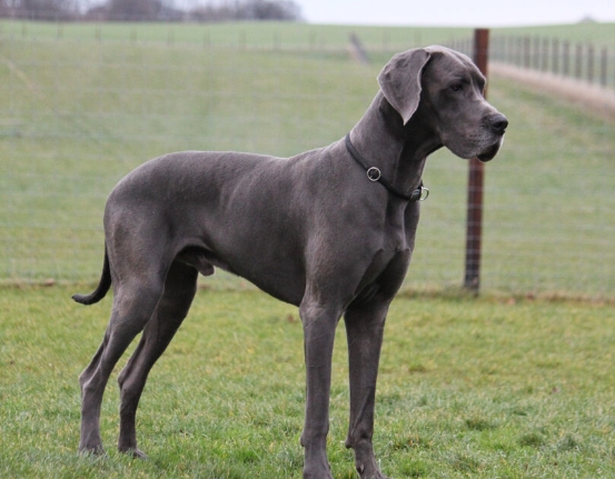 7 month old great dane