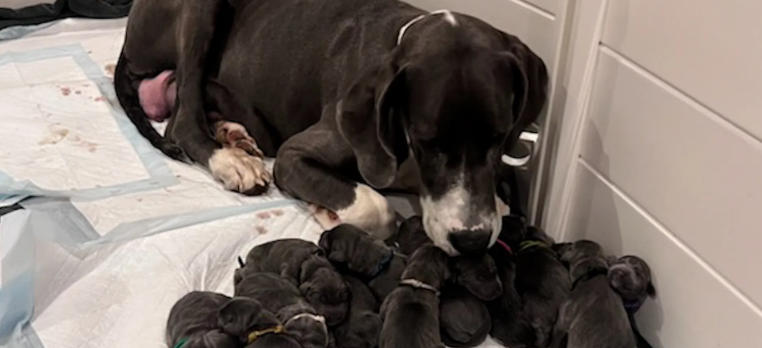 great dane first heat