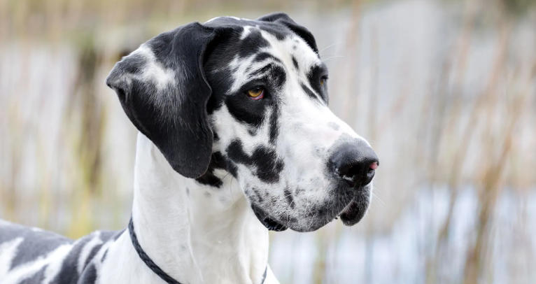 gray spotted great dane