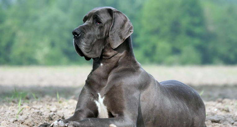 gray and white great dane
