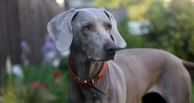 great dane grey price
