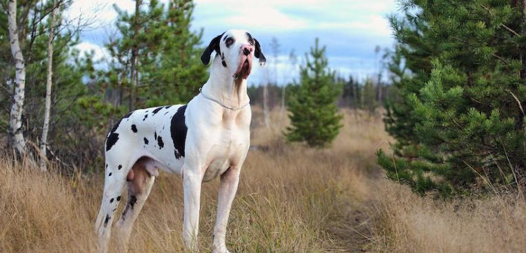 great dane dog black and white