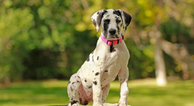 great dane dalmatian puppy